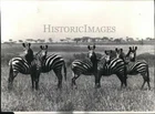 1973 Press Photo Six Zebras In Serengeti, Tanzania's Huge National Park Unspecified. Price: $24.99.
